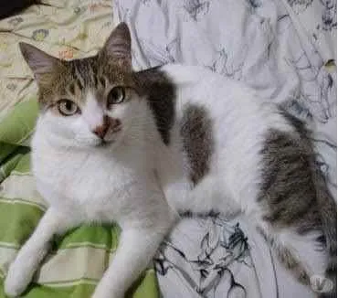 Gato ra a Srd idade 2 anos nome Branquinho lindo