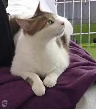 Gato ra a Srd idade 2 anos nome Branquinho lindo