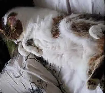 Gato ra a Srd idade 2 anos nome Branquinho lindo