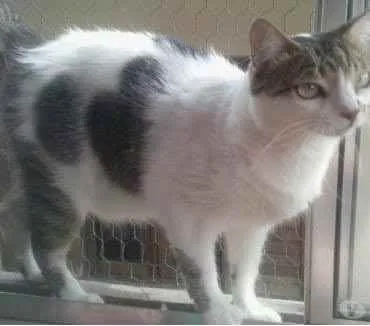 Gato ra a Srd idade 2 anos nome Branquinho lindo