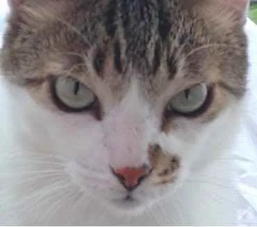 Gato ra a Srd idade 2 anos nome Branquinho lindo