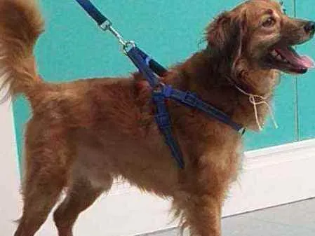 Cachorro ra a SRD idade 5 anos nome Nick
