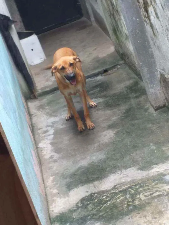 Cachorro ra a Vira lata idade 7 a 11 meses nome Pipinha