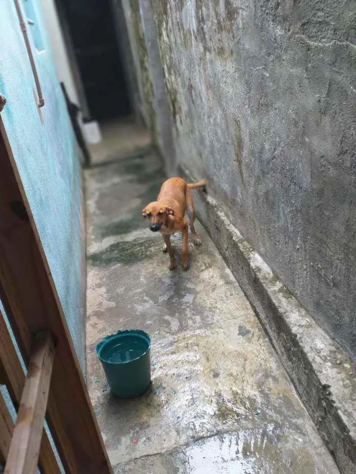 Cachorro ra a Vira lata idade 7 a 11 meses nome Pipinha