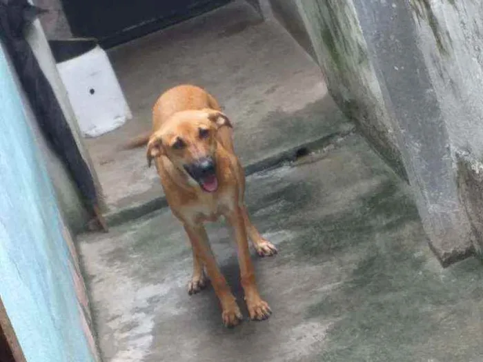 Cachorro ra a Vira lata idade 7 a 11 meses nome Pipinha