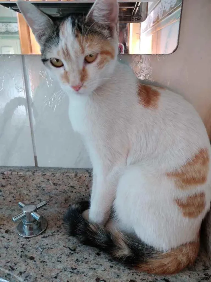 Gato ra a Srd idade 2 a 6 meses nome Chantilly linda bebê