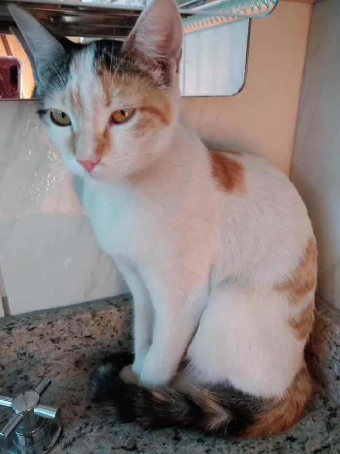 Gato ra a Srd idade 2 a 6 meses nome Chantilly linda bebê