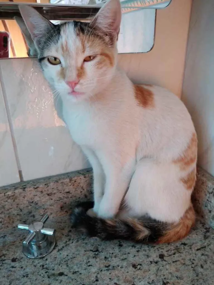Gato ra a Srd idade 2 a 6 meses nome Chantilly linda bebê