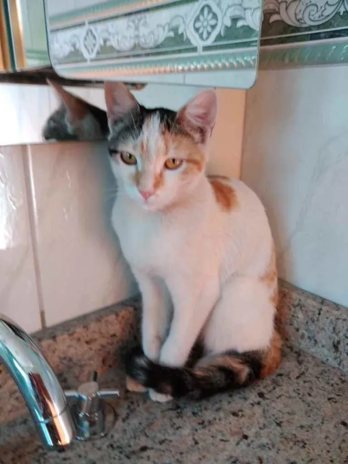 Gato ra a Srd idade 2 a 6 meses nome Chantilly linda bebê