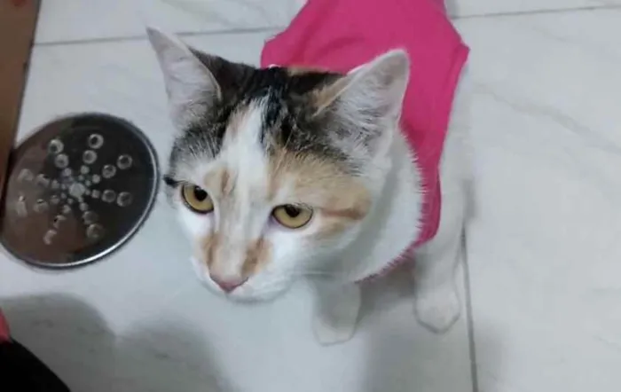 Gato ra a Srd idade 2 a 6 meses nome Chantilly linda bebê