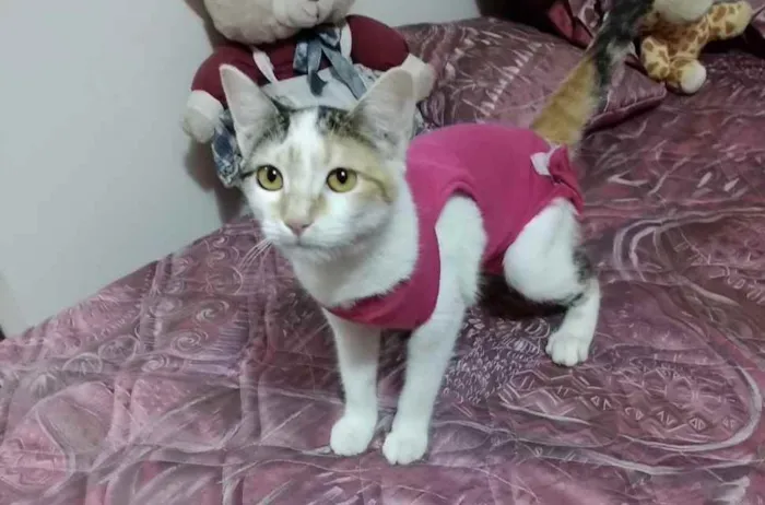 Gato ra a Srd idade 2 a 6 meses nome Chantilly linda bebê