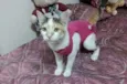 Chantilly linda bebê
