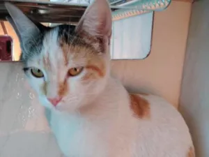 Gato raça Srd idade 2 a 6 meses nome Chantilly linda bebê