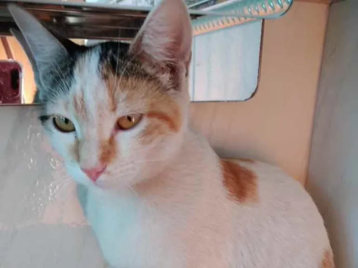 Gato ra a Srd idade 2 a 6 meses nome Chantilly linda bebê