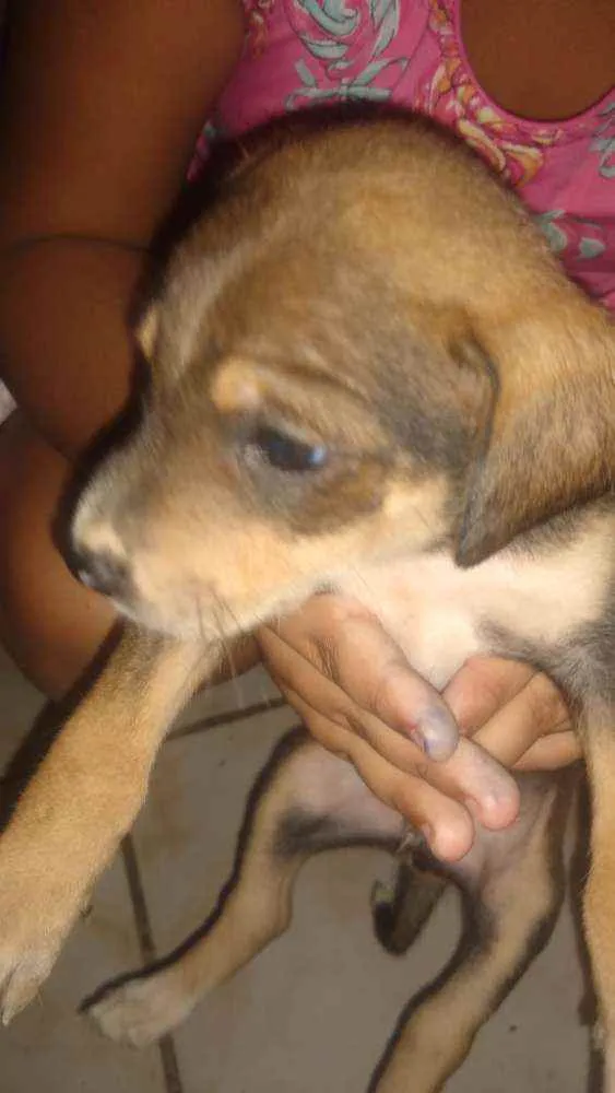 Cachorro ra a nao definida idade Abaixo de 2 meses nome nao tem nome