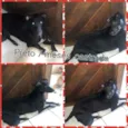 Preto