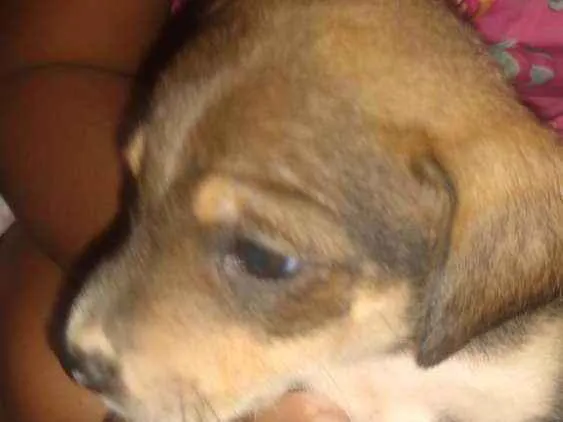 Cachorro ra a nao definida idade Abaixo de 2 meses nome nao tem nome