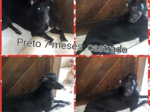 Cachorro raça Srd idade 7 a 11 meses nome Preto