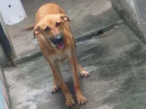 Cachorro raça Vira lata idade 7 a 11 meses nome Pipinha