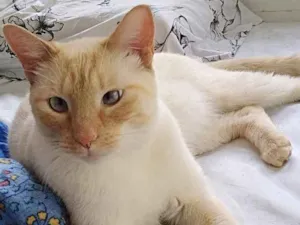 Gato raça Siamês red point  idade 1 ano nome Pepe lindo siamês