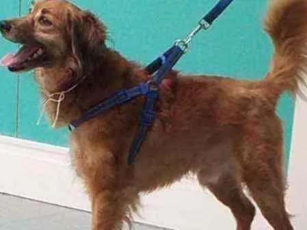 Cachorro ra a SRD idade 5 anos nome Nick