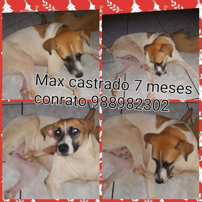 Cachorro ra a Srd idade 7 a 11 meses nome Max