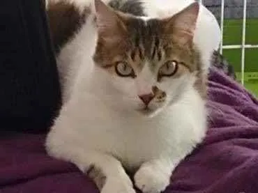 Gato ra a Srd idade 2 anos nome Branquinho lindo
