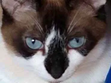 Gato ra a Siamês com vira-lata  idade 2 anos nome BrancaLinda gatinha