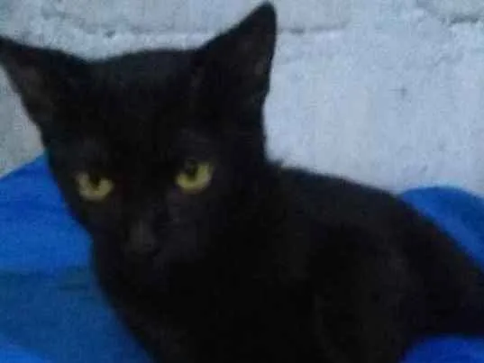 Gato ra a Bombaim idade 1 ano nome T'Challa