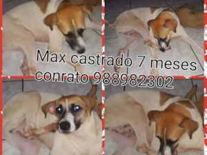Cachorro raça Srd idade 7 a 11 meses nome Max