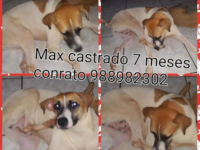 Cachorro ra a Srd idade 7 a 11 meses nome Max