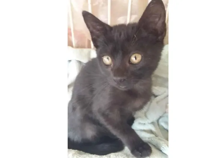 Gato ra a Srd idade 2 a 6 meses nome Lua