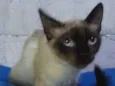 Fiona