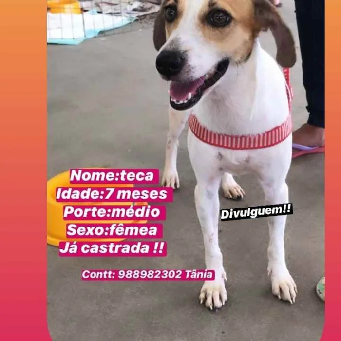 Cachorro ra a Srd idade 7 a 11 meses nome Teka