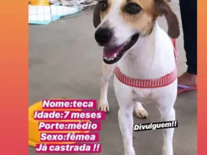 Cachorro raça Srd idade 7 a 11 meses nome Teka