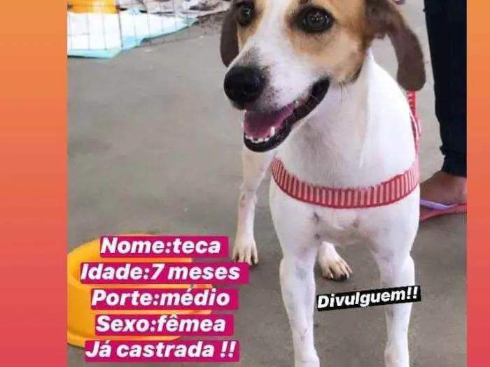 Cachorro ra a Srd idade 7 a 11 meses nome Teka