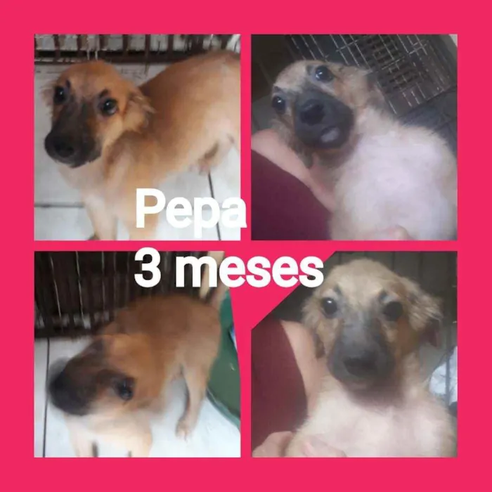 Cachorro ra a Srd idade 2 a 6 meses nome Pepa