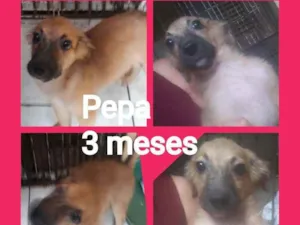 Cachorro raça Srd idade 2 a 6 meses nome Pepa
