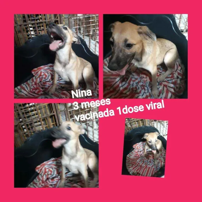 Cachorro ra a Srd idade 2 a 6 meses nome Nina