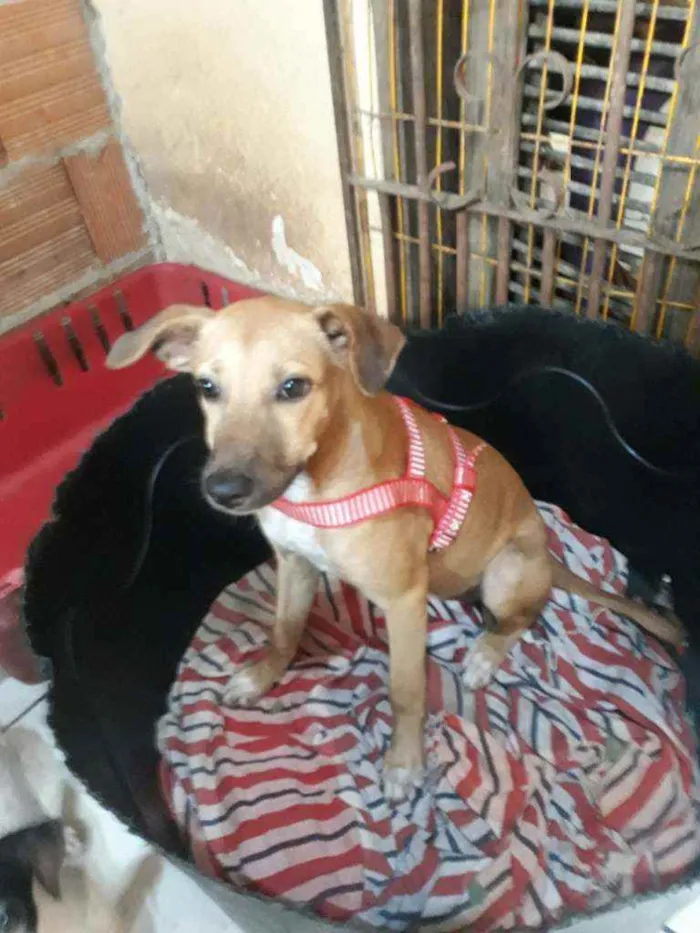 Cachorro ra a Srd idade 2 a 6 meses nome Baby