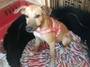 Cachorro raça Srd idade 2 a 6 meses nome Baby
