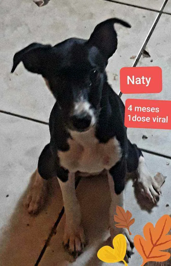Cachorro ra a Srd idade 2 a 6 meses nome Naty