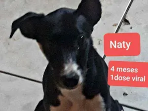 Cachorro raça Srd idade 2 a 6 meses nome Naty