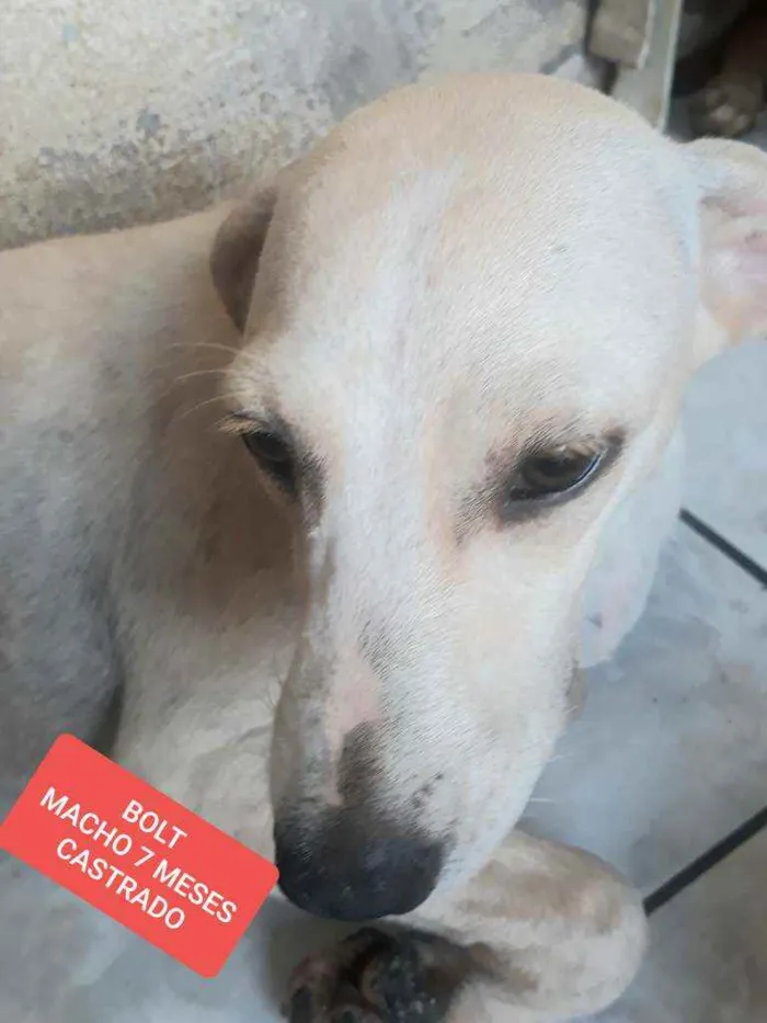 Cachorro ra a Srd idade 7 a 11 meses nome Bolt