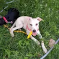 Bolt