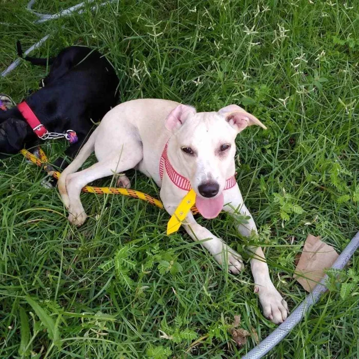 Cachorro ra a Srd idade 7 a 11 meses nome Bolt