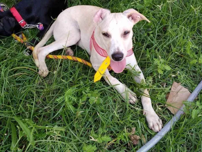 Cachorro ra a Srd idade 7 a 11 meses nome Bolt