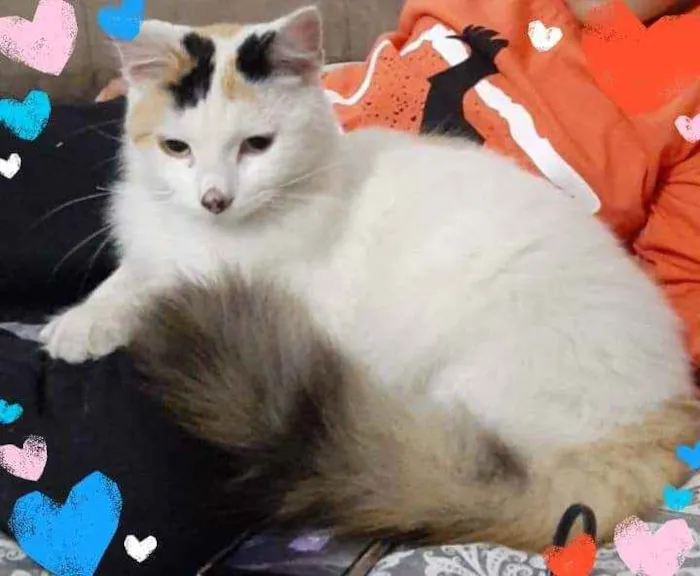 Gato ra a Srd idade 7 a 11 meses nome Princesa