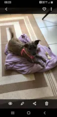 Amora 