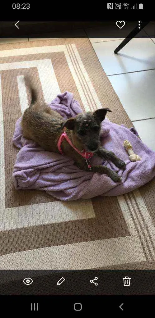 Cachorro ra a SRD idade 3 anos nome Amora 